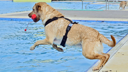 Impressionen vom Hundeschwimmen 2024 im Freibad Bockum. Bild: Stadt Krefeld, Presse und Kommunikation, Andreas Bischof