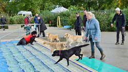 Impressionen vom Hundeschwimmen 2024 im Freibad Bockum. Bild: Stadt Krefeld, Presse und Kommunikation, Andreas Bischof