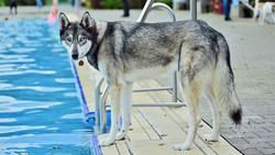 Impressionen vom Hundeschwimmen 2024 im Freibad Bockum. Bild: Stadt Krefeld, Presse und Kommunikation, Andreas Bischof