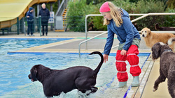 Impressionen vom Hundeschwimmen 2024 im Freibad Bockum. Bild: Stadt Krefeld, Presse und Kommunikation, Andreas Bischof