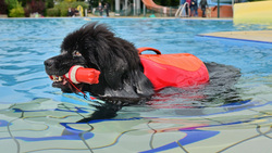 Impressionen vom Hundeschwimmen 2024 im Freibad Bockum. Bild: Stadt Krefeld, Presse und Kommunikation, Andreas Bischof