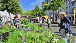 Impressionen vom Westwallmarkt. Bild: Stadt Krefeld, Presse und Kommunikation, Andreas Bischof